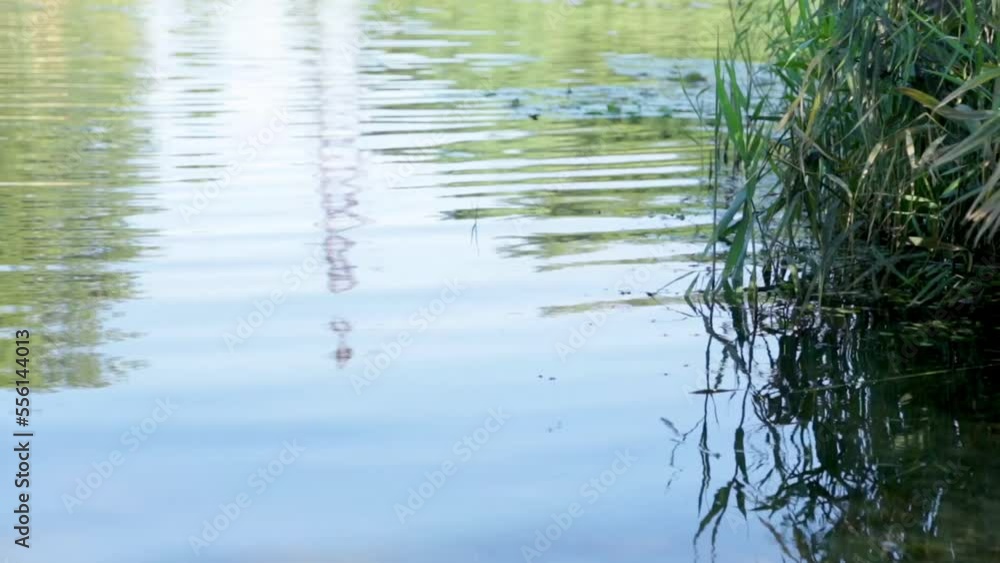 Calm river water and green cane, reeds bushes on sunny winder summer day. Relax, nature landscape Calm river water and green cane, reeds bushes on sunny winder summer day. Relax, nature landscape