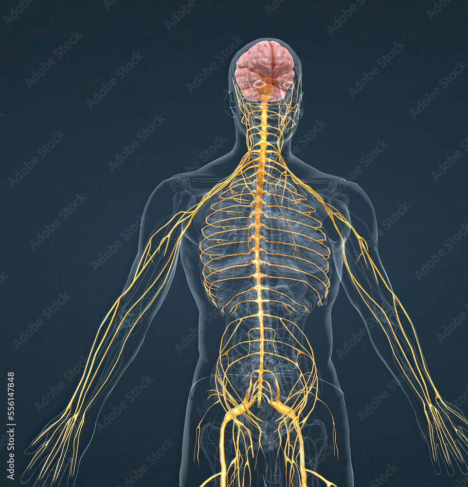 The nervous system is a network of nerves and cells that carry messages