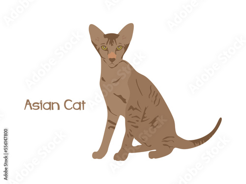 Asian cat in flat style. Asian cat illustration isolated on white background. vector illustration