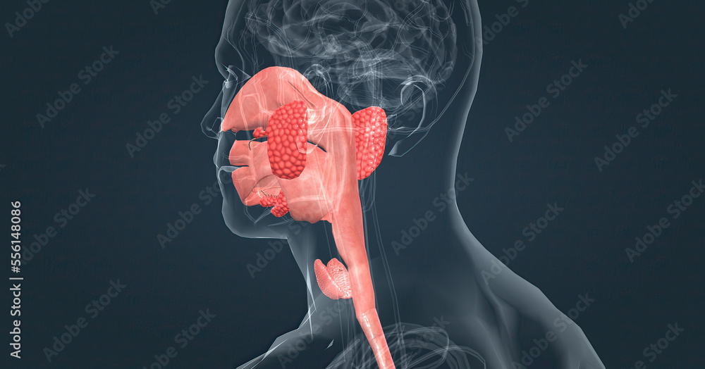 Salivary glands make saliva, which aids in digestion, keeps your mouth