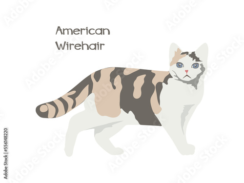 Cat American Wirehair flat illustration. American Wirehair illustration isolated on white background. vector illustration