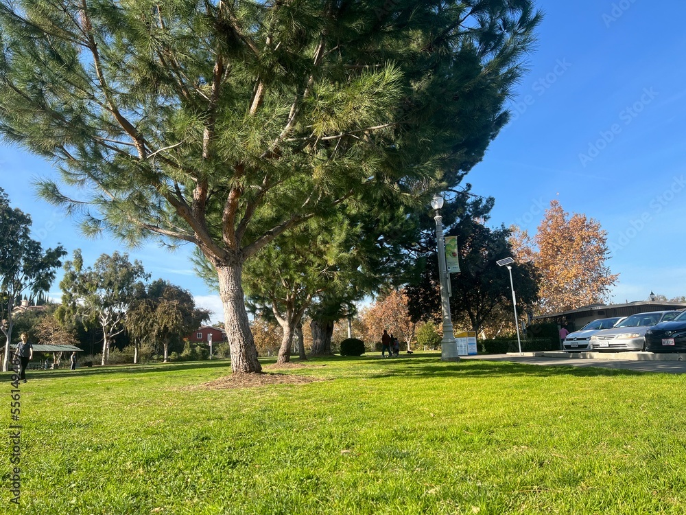 Obraz premium park in spring