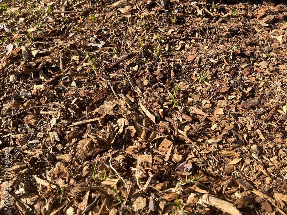 ants on the ground ants on the ground