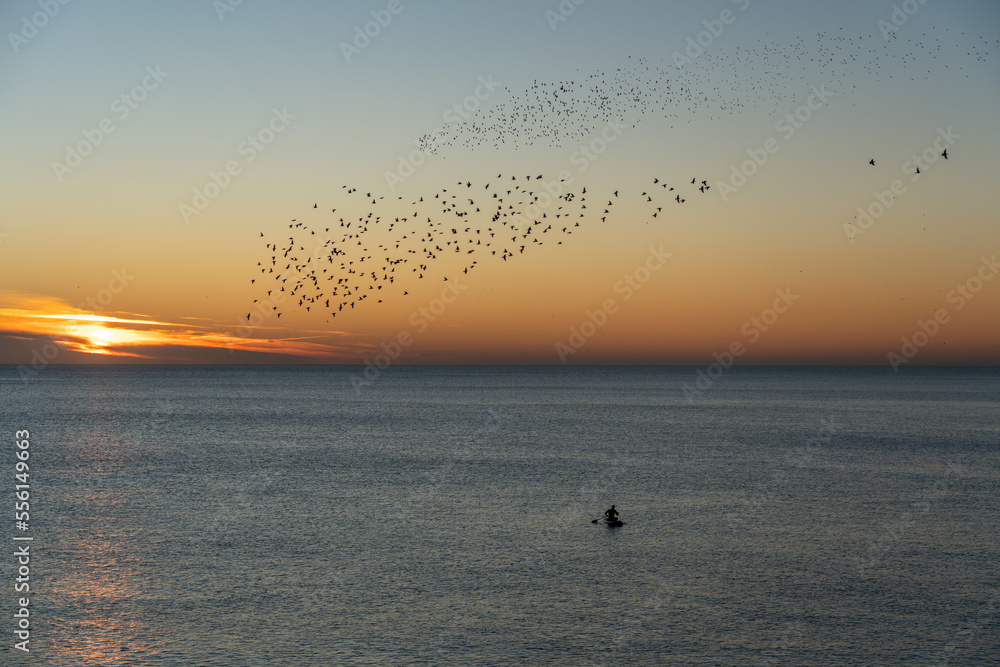 Spectator watching a starling murmuration at dusk Spectator watching a starling murmuration at dusk