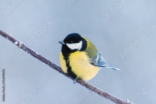 Great tit (Parus major) sitting on a branch in winter. © Henri