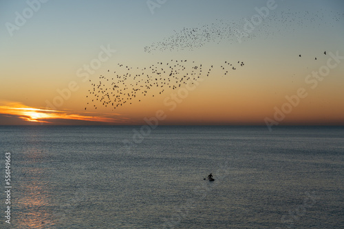 Spectator watching a starling murmuration at dusk