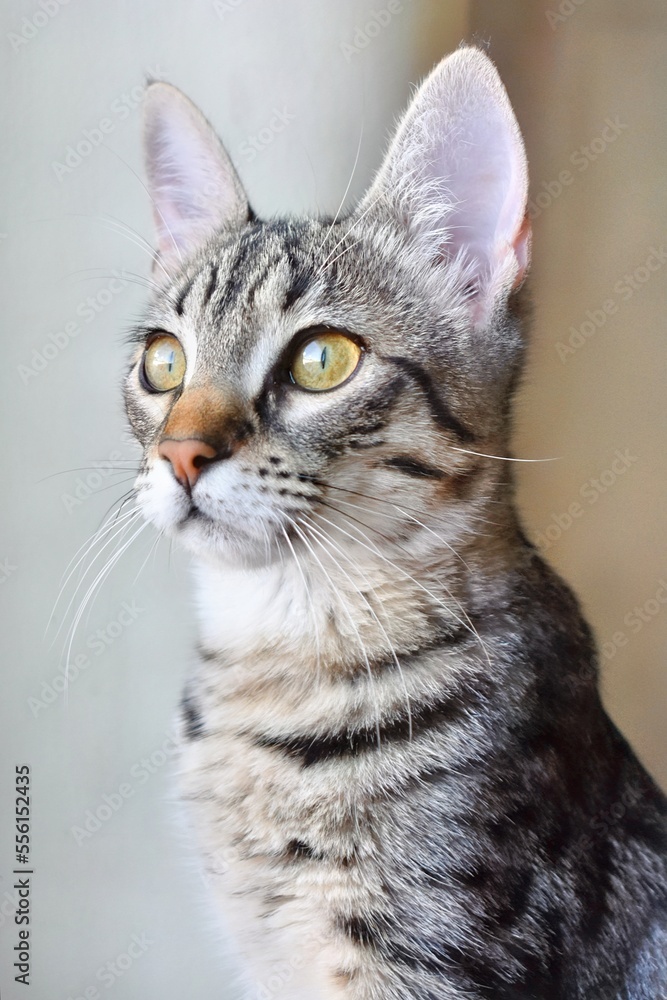 close up portrait of a cat