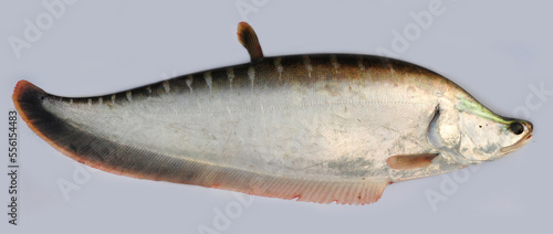 knifefish 