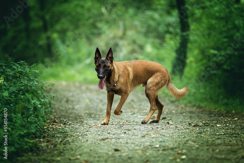 german shepherd dog running photo