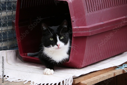 beautiful black and white cat is lying in the transportbox photo