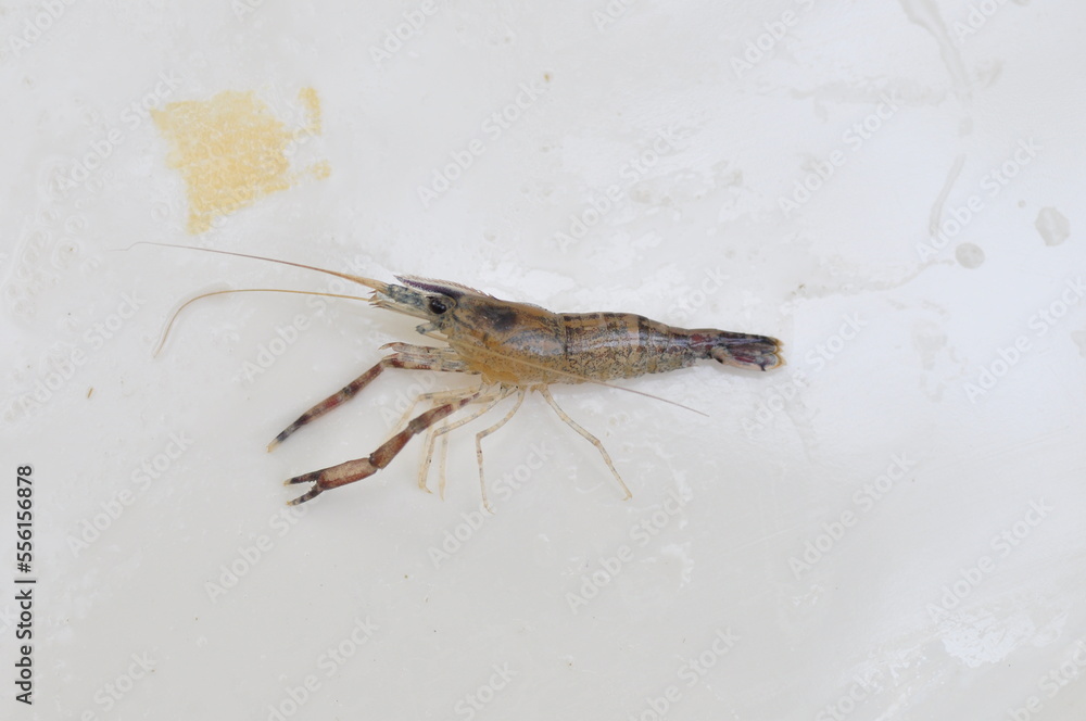 Prawn Prawn