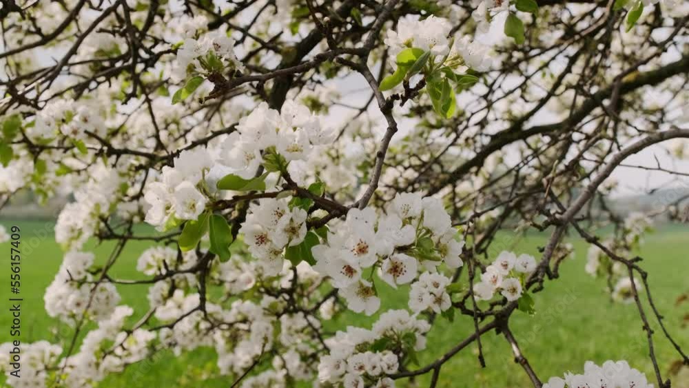 Pear tree spring delicate white flowers bloom in garden close with green leaves and blurred background video Pear tree spring delicate white flowers bloom in garden close with green leaves and blurred background video