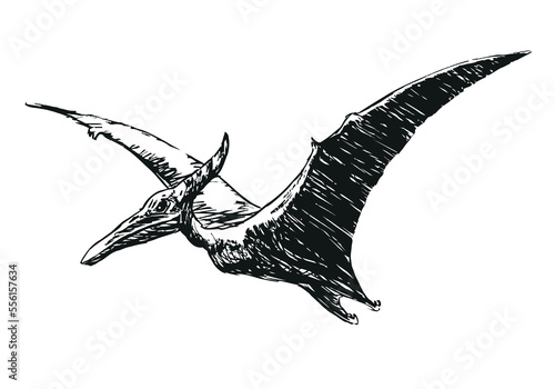 flying Pterodactylus dinosaur - black and white vector illustration on a white background