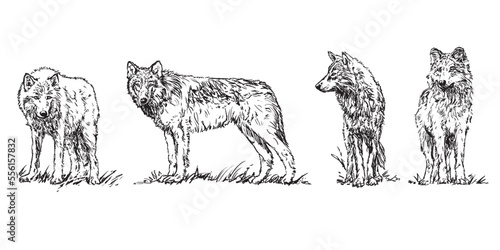 wolf - set of wolves, hand drawn black and white vector illustrations on white background