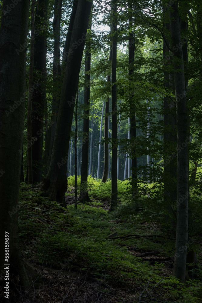 Obraz premium path in the forest