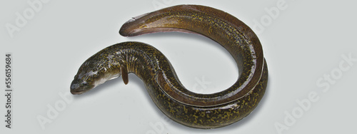 European eel