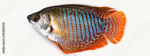 Dwarf gourami