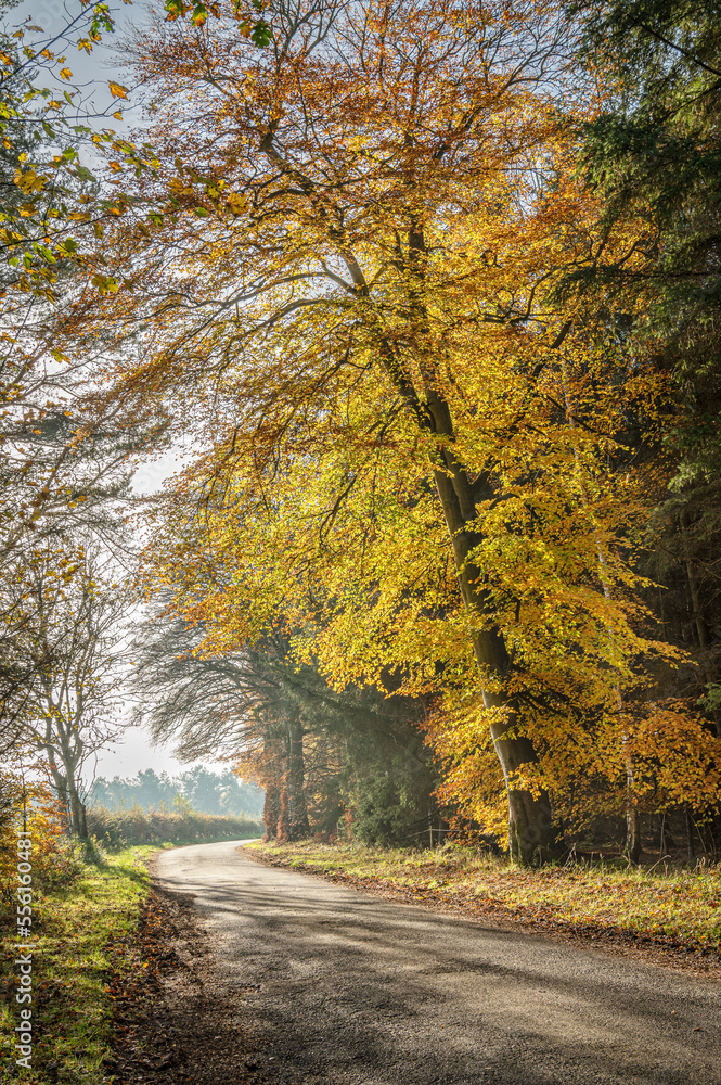 Country Lane through Autumn Woodland in the Scottish Borders, United Kingdom