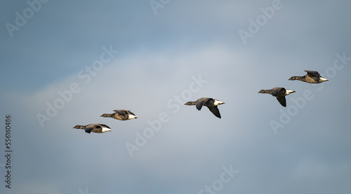 Brent Geese in Flight at Frampton Marsh Nature Reserve, Lincolnshire, England