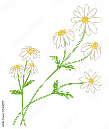 Chamomile flower. Hand drawn floral vector illustration. Pen or marker sketch. Hand drawn design print. Natural pencil drawing