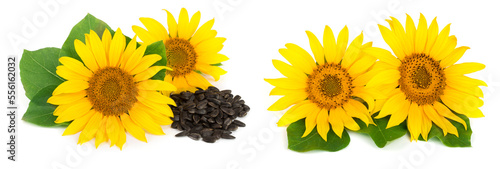 Two sunflowers with seeds and leaves isolated on white background