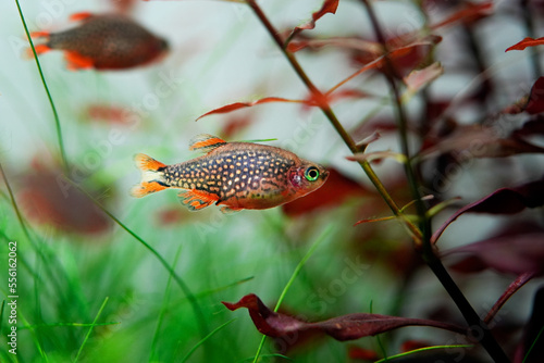 Celestial Pearl Danio Breeding, Danio margaritatus Freshwater fish in the aquarium, is often as often referred as galaxy rasbora or Microrasbora Galaxy. Animal aquascaping photography