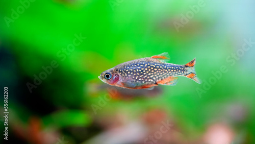 Celestial Pearl Danio Breeding, Danio margaritatus Freshwater fish in the aquarium, is often as often referred as galaxy rasbora or Microrasbora Galaxy. Animal aquascaping photography