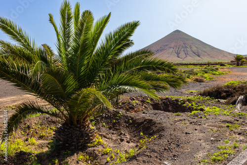 green palm tree on the background of the volcano, Fuerteventura Canary Islands, Spain