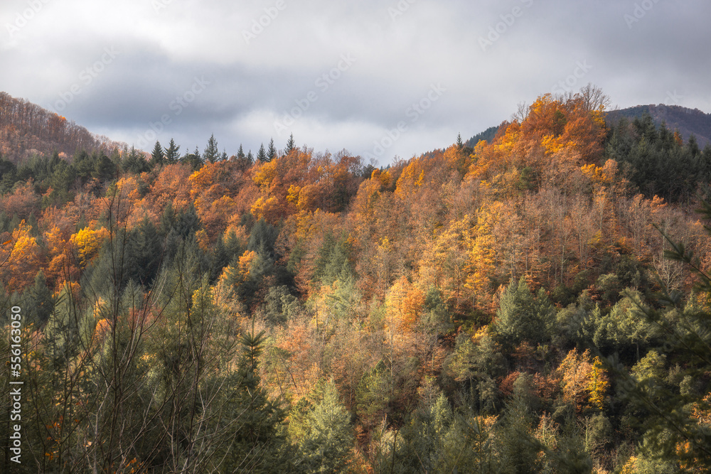 Autumn Scene in the Montseny Natural Park, Catalonia