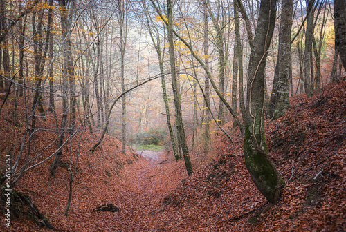 Autumn Scene in the Montseny Natural Park, Catalonia photo