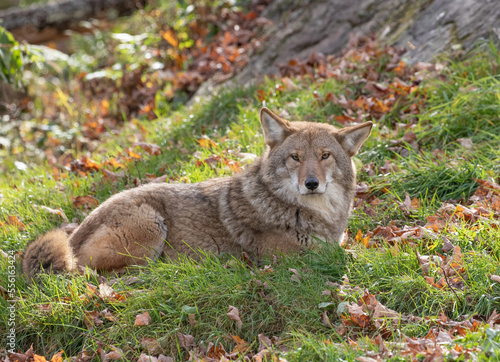 A beautiful large light colored coyote is laying down resting in a wide open grass area. It is starring making eye contact. It is a species of canine  smaller than its close relative  the wolf.  