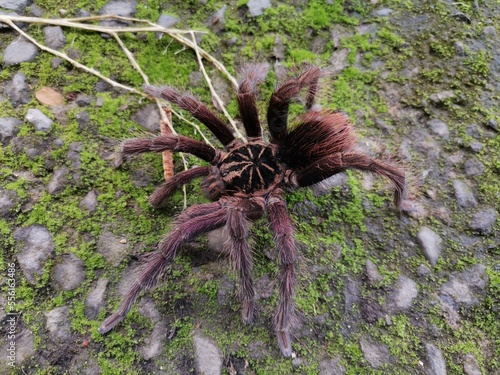 pink tarantula spider on moss