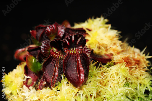 Red Albany Pitcher plant (Cephalotus follicularis) endemic to Australia