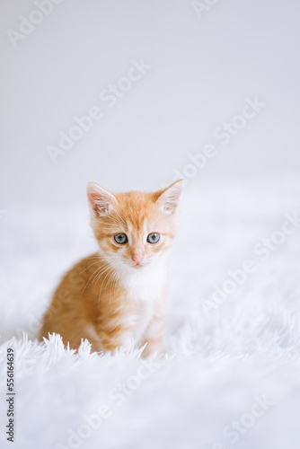 Little kitten on a white blanket. Kitty two months 