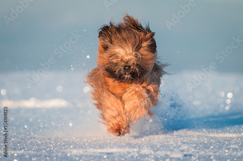 brown hairy dog leaping through sparkling snow in winter