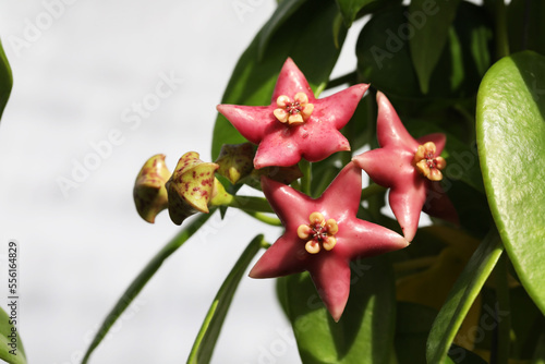 Large pink wax flower or Hoya photo