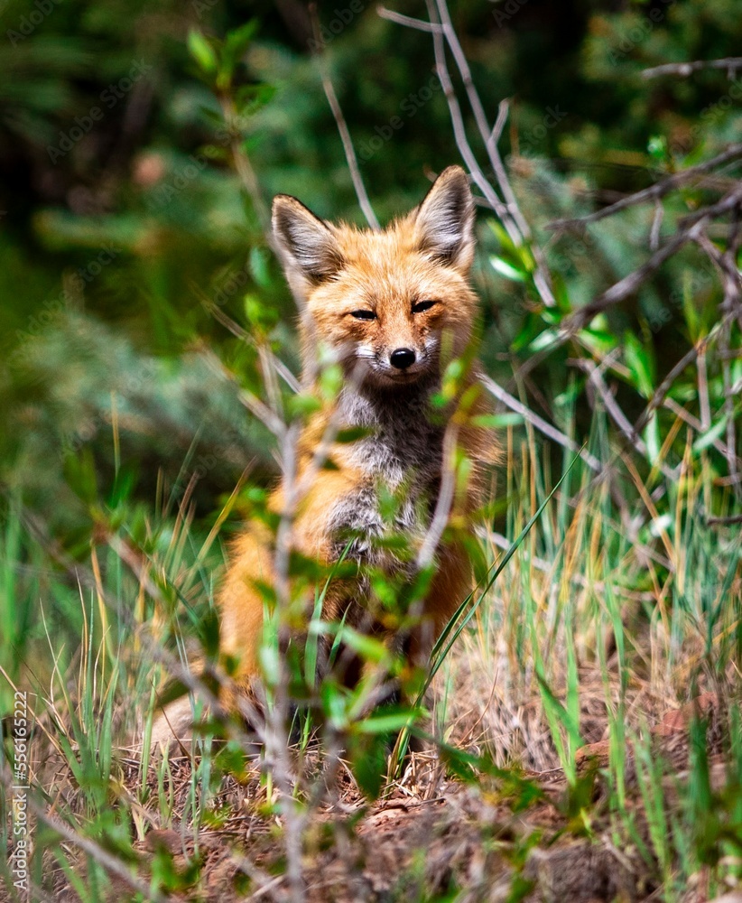 Red Fox Red Fox