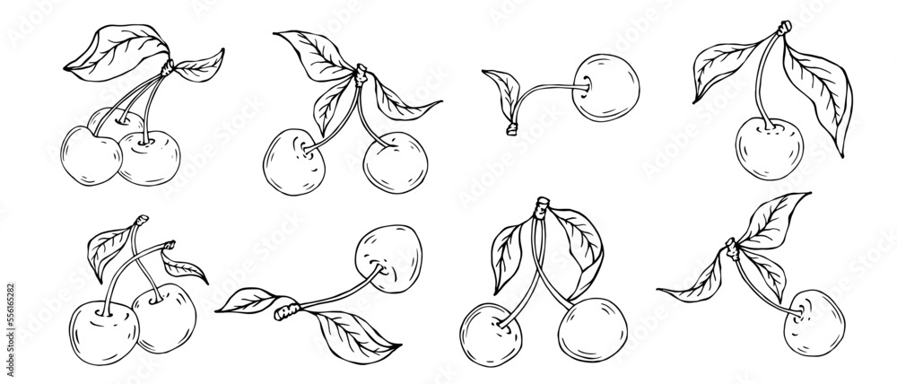 Linear botanical sketch of cherry berries with leaves. Vector graphics.	