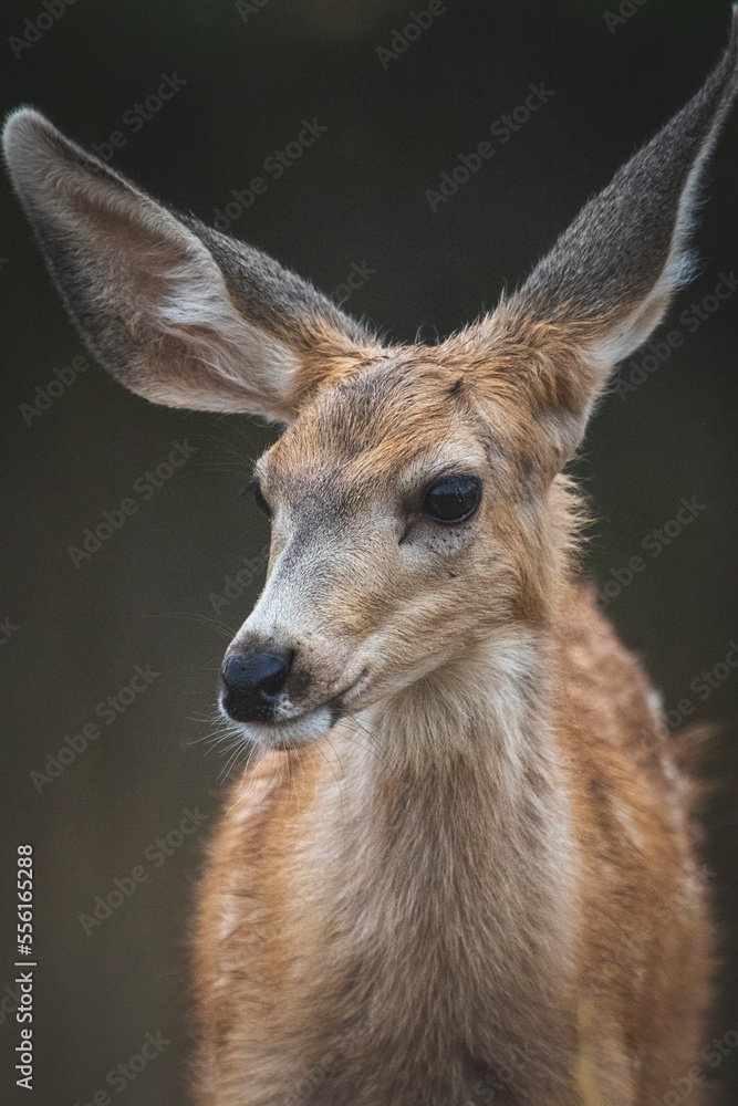 Mule Deer Portrait 