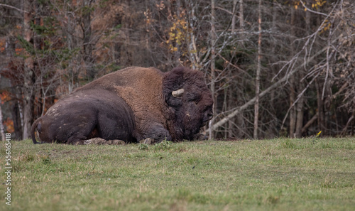Bison has a shaggy  long  dark-brown winter coat  and a lighter-weight  lighter brown summer coat and horns. This adult buffalo is laying and resting on the grass with its eyes closed and mouth open. 