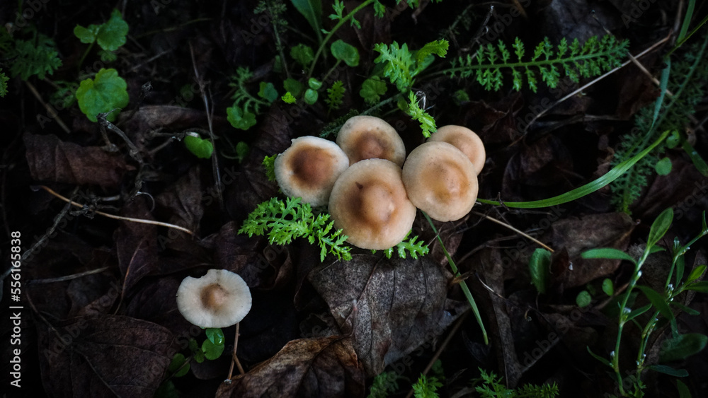 mushrooms in the forest mushrooms in the forest