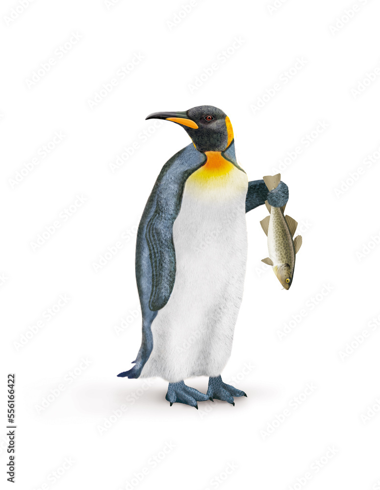 Obraz premium manchot, empereur, poisson, cabillaud , dans la main, demander, antarctique, frigide, neige, faune, illustration, arctique, hiver, blanc, glace, animal, nature