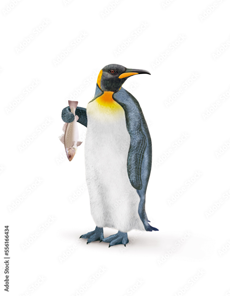 Fototapeta premium manchot, empereur, poisson, maigre , dans la main, demander, antarctique, frigide, neige, faune, illustration, arctique, hiver, blanc, glace, animal, nature