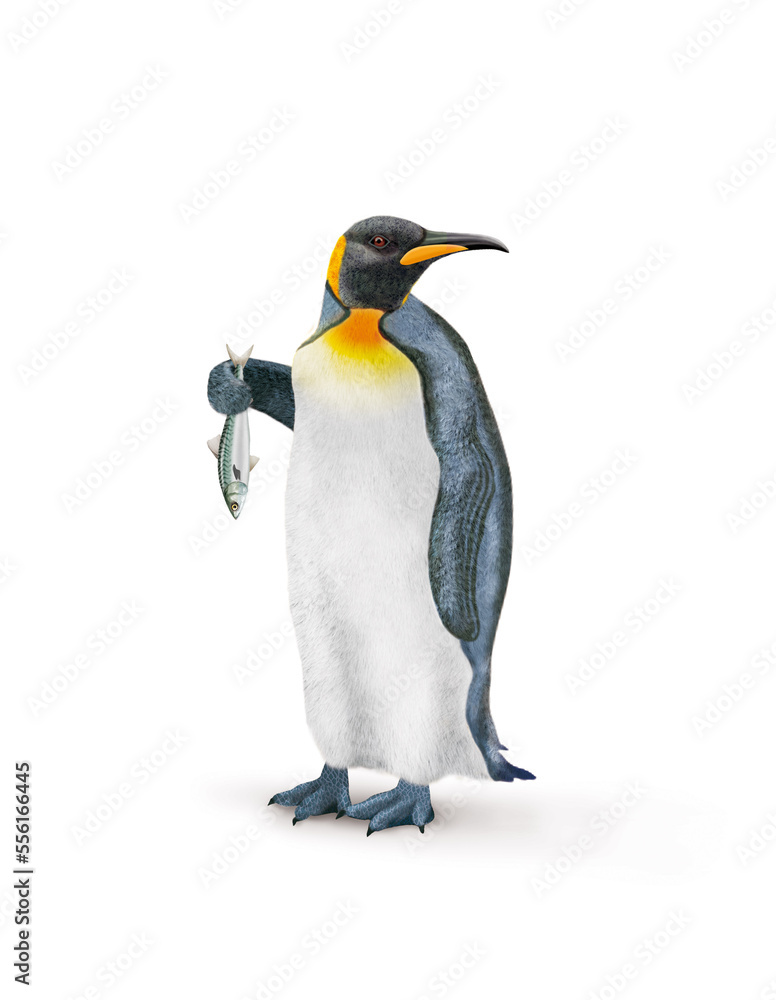 Fototapeta premium manchot, empereur, poisson, maquereau, dans la main, demander, antarctique, frigide, neige, faune, illustration, arctique, hiver, blanc, glace, animal, nature
