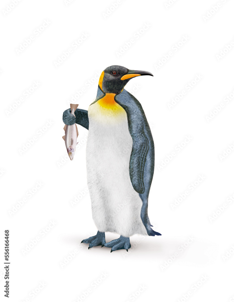 Obraz premium manchot, empereur, poisson, merlan , dans la main, demander, antarctique, frigide, neige, faune, illustration, arctique, hiver, blanc, glace, animal, nature