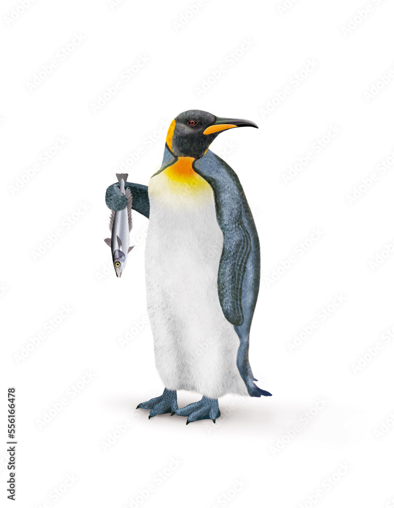 Fototapeta premium manchot, empereur, poisson, merlu, dans la main, demander, antarctique, frigide, neige, faune, illustration, arctique, hiver, blanc, glace, animal, nature