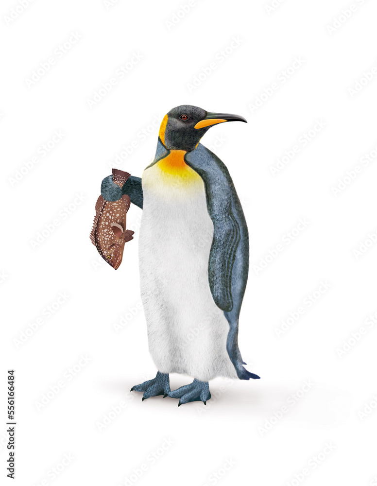 Fototapeta premium manchot, empereur, poisson, mérou, dans la main, demander, antarctique, frigide, neige, faune, illustration, arctique, hiver, blanc, glace, animal, nature