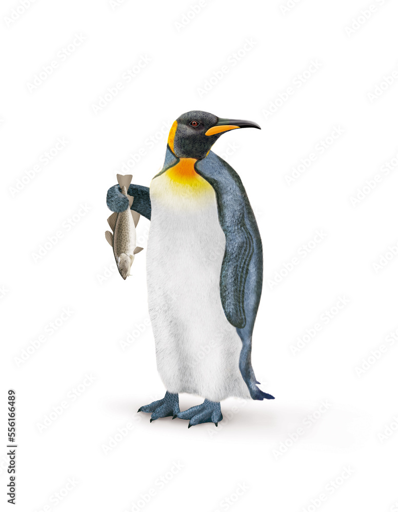 Fototapeta premium manchot, empereur, poisson, morue, dans la main, demander, antarctique, frigide, neige, faune, illustration, arctique, hiver, blanc, glace, animal, nature