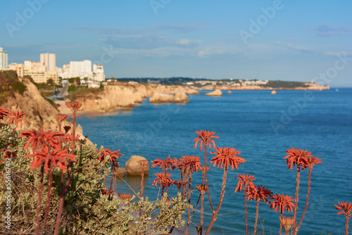 Beautiful aloe flower-heads with Portimao city on the background photo