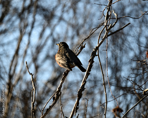 Red-breasted Nuthatch on branch at River Parker National Refuge